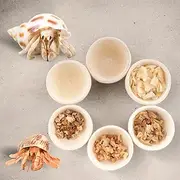 6 Pcs Hermit Crab Food Bowl Small Wooden Feeding Dish for Hermit Crab Snail Millipede Insect