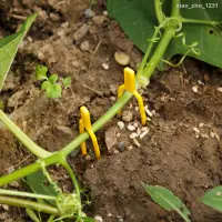 在飛比找蝦皮購物優惠-☒☁❦促銷塑料植物壓蔓器壓蔓卡地膜固定卡匍匐莖固定夾草莓定植