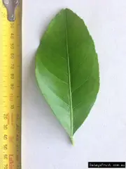 Buy Lemon Verna Tree (Citrus limon)