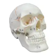 Life Size Adult Human Anatomy Head Skeleton Model Human Skull Anatomical Model