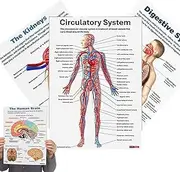 TQEBWUS Anatomy Poster, 16X Nervous System Posters, Comprehensive Educational Anatomical Charts For Studying Teaching Students