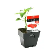 100mm Chilli Firecracker - Capsicum annuum