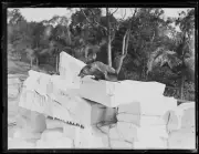 Seal on top of rocks at Taronga Park Zoo Sydney 19 December 1932 Old Photo