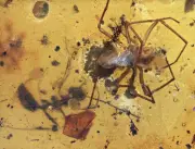 Detailed Spider with Ant, Fossil inclusion in Burmese Amber