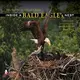 Inside a Bald Eagle's Nest ― A Photographic Journey Through the American Bald Eagle Nesting Season