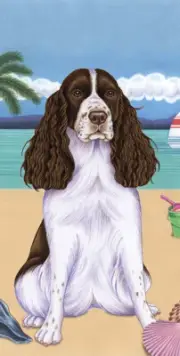 Springer Spaniel Summer Fun Beach Towel
