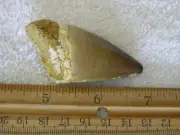 Dinosaur fossil teeth Jumbo Mosasaurus FD07