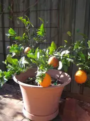 Dwarf Orange Washington Navel Tree - Citrus sinensis