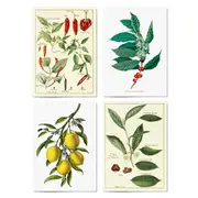 Set of 4 Vintage Botanical Kitchen Food Drawing Wall Art