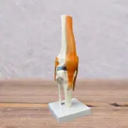 Human Knee Joint Model Practical Teaching Tool Lightweight with Knee Ligament