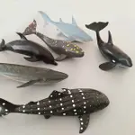 仿真海洋生物動物模型玩具北極熊虎鯨大白鯊魚海龜海豚企鵝藍鯨- 【麥田印象】