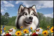 Alaskan Malamute Summer Flowers Floor Mat