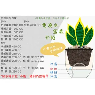 【小品文化】羽葉福祿桐【現貨】3吋雪胖盆 懶人盆栽 加水更方便 觀葉植物 室內植物 自動吸水 水培 創意花盆 居家辦公