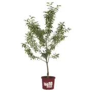 330mm Sugar Tyme Crab Apple - Malus sutyzam