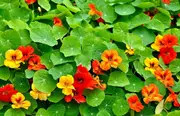 NASTURTIUM 'Trailing Mixed' seeds