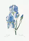 Iris Pallida - 1800's - Pierre-Joseph Redoute - Botanical Illustration Poster