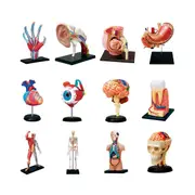 -Torso Human Body Model Removable Parts Education Organs Model for Teaching Study Class Students(Ey As Shown