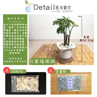 【現貨】【小品文化】羽葉福祿桐 4吋透明懶人盆栽 加水更方便 觀葉植物 自動吸水 水培 創意花盆 居家辦公盆花 種子