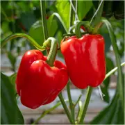 Capsicum - Californian Wonder RED seeds