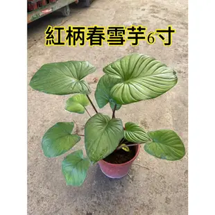 花花世界_觀葉植物-*紅柄春雪芋*/  6吋盆 / 高30-40公分 / K