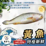 【萬哥水產】特級新鮮黃魚 殺清前500-550G 冷凍宅配【金興發】