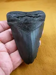 (s280-201) 4-1/8" Fossil MEGALODON Shark Tooth pendant Teeth JEWELRY sharks Big