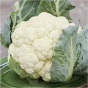 Cauliflower - Adventure F1 seeds