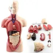 28cm Human Torso Body Model Anatomy Anatomical Heart Brain Skeleton Medical