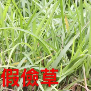 【植翔藝綺】假儉草 美國進口 /懶人草/蜈蚣草 草籽 草皮 種子 【另有類地毯草/假儉草/朝鮮結縷草(台北草)