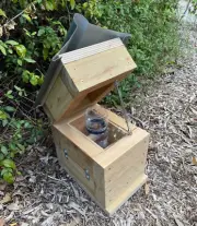 50mm Cypress Pine Rough Sawn Perspex Jar Stingless Native Bush Bee BeeHive OATH