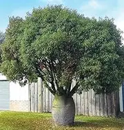 5+ Bottle Tree Seeds for Home Gardening and Planting Seeds