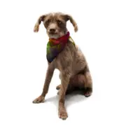 Kess InHouse Alison Coxon "Dance" Pet Bandana and Scarf, 28 by 20 by 20-Inch