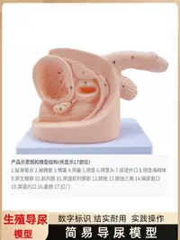 在飛比找樂天市場購物網優惠-女性內外生殖器解剖模型及導尿模具醫學用 人體導尿插管模型教具