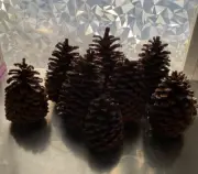 8 Piece Lot Large Pine Cones 8" tall 7” 6” 5” Art & Craft Nature
