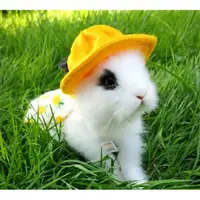 在飛比找蝦皮購物優惠-可愛幼兒園款 裝飾品服飾 寵物兔子衣服牽引繩 兔子/幼貓/天
