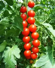 200 Tomato Seeds Organic Vegetable Seed S003