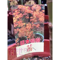 在飛比找蝦皮購物優惠-花花世界-楓葉-楓樹苗**日本楓樹-茜**5吋盆/高20-3