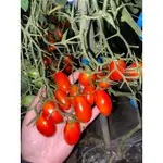 🌟溫室栽培🌟玉女小蕃茄❤️‍🔥