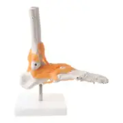 Human Skeleton Human Model Joint Medical Anatomy Ankle Ligament Anatomicall