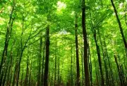 Deep Forest Landscape Green Canvas Print Large 135 X 90cm Ready To Hang Sunshine