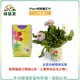 【綠藝家】iPlant易開罐花卉-小品菊2入/組(2入優惠價-單罐85元)