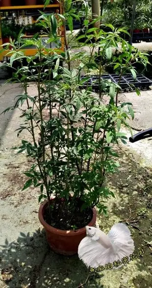 [大芳香萬壽菊] 5吋盆 室外植物活體盆栽 觀賞花卉盆栽 葉片具強烈香味. 種多可防蚊. 也可以泡茶