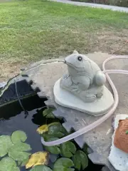 8” High Concrete Frog Pond Spitter Garden pond Statue ( Fits 1/2" hose)