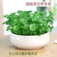 在飛比找蝦皮購物優惠-【銅錢草種子】招財旺宅 銅錢草種子 水培真水草種子 魚缸水草