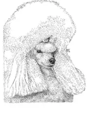 Poodle Toy 8 Cards