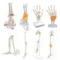 在飛比找蝦皮商城優惠-手關節功能模型 人體腳/手關節模型 手骨解剖 手骨尺骨橈骨模