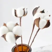 在飛比找蝦皮購物優惠-台灣快速出貨🔥  乾燥花  木棉花  綿花  乾燥木棉花  