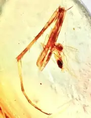 PRAYING MANTIS FORELEGS GRASPING MOSQUITO 99MYO Burmite Amber Fossil Dinosaur