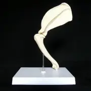 Anatomical Canine/Dog Shoulder Joint Model - Medical Skeleton Anatomy