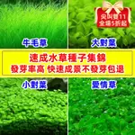 ✨ 小優優小店 ✨ 新品生市 ✅ 正品 水草種子 迷你對葉 前景草 大葉珍珠種子 魚缸水族箱造景裝飾 廠商批發